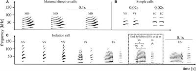 Pup Directed Vocalizations of Adult Females and Males in a Vocal Learning Bat